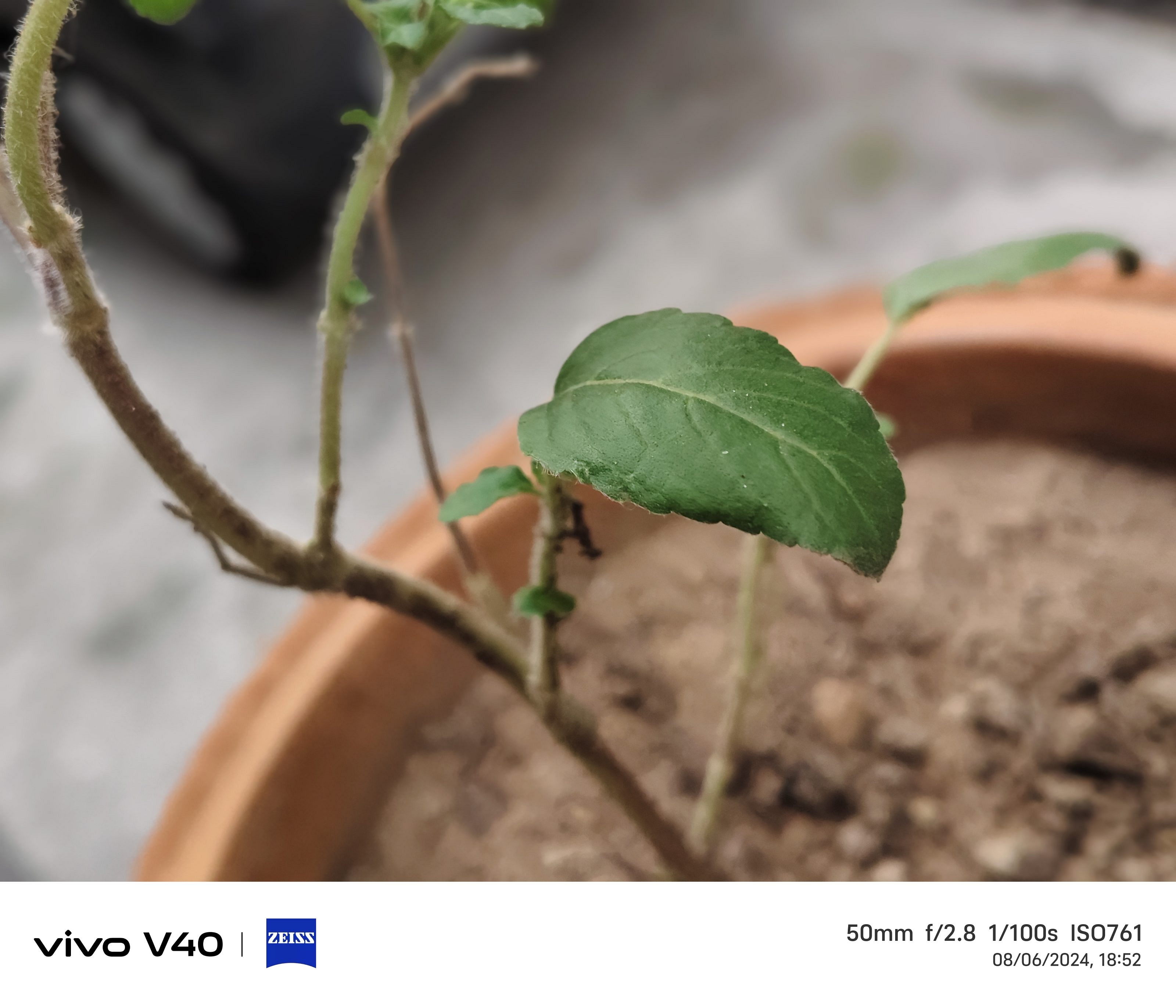 Vivo V40 Camera Sample