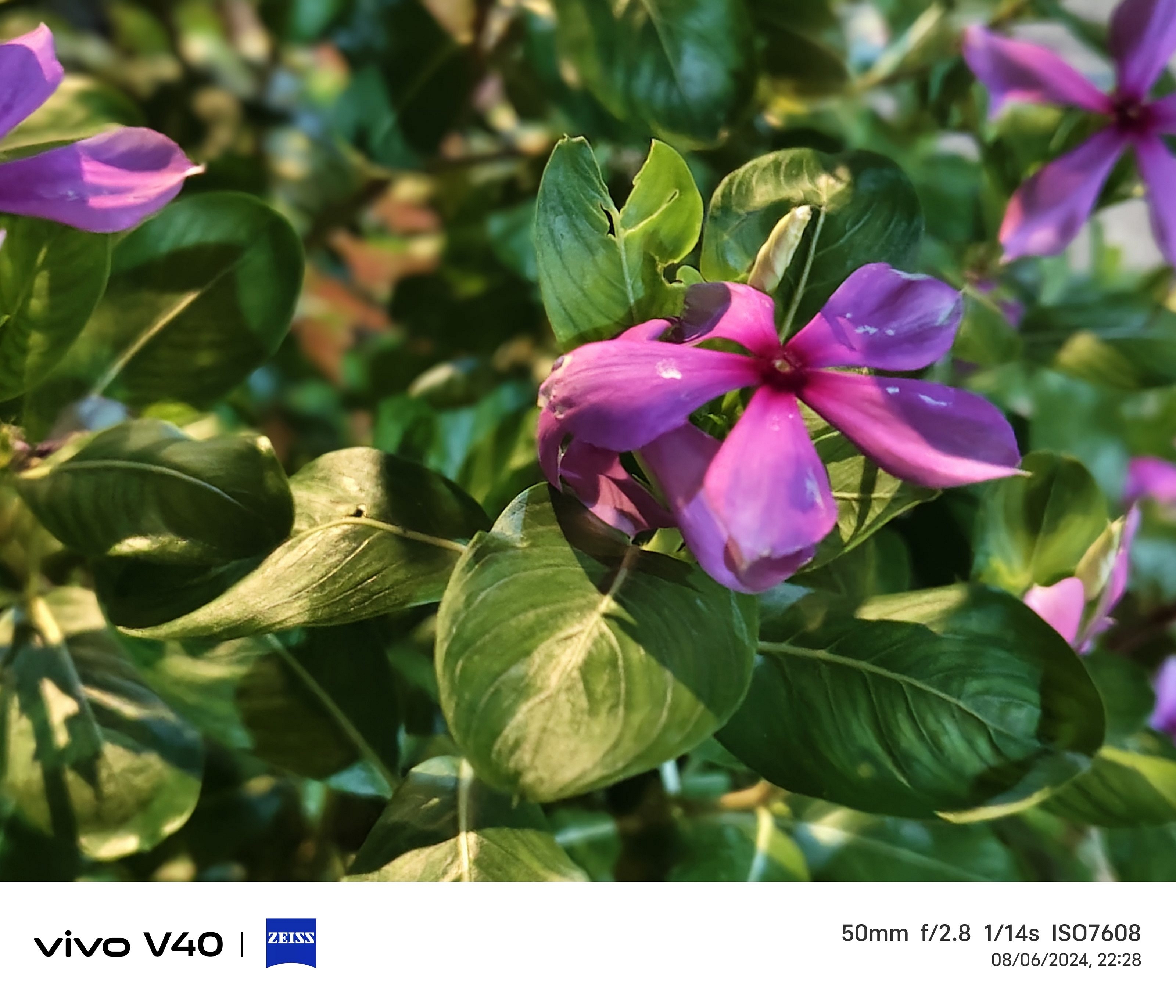 Vivo V40 Camera Sample