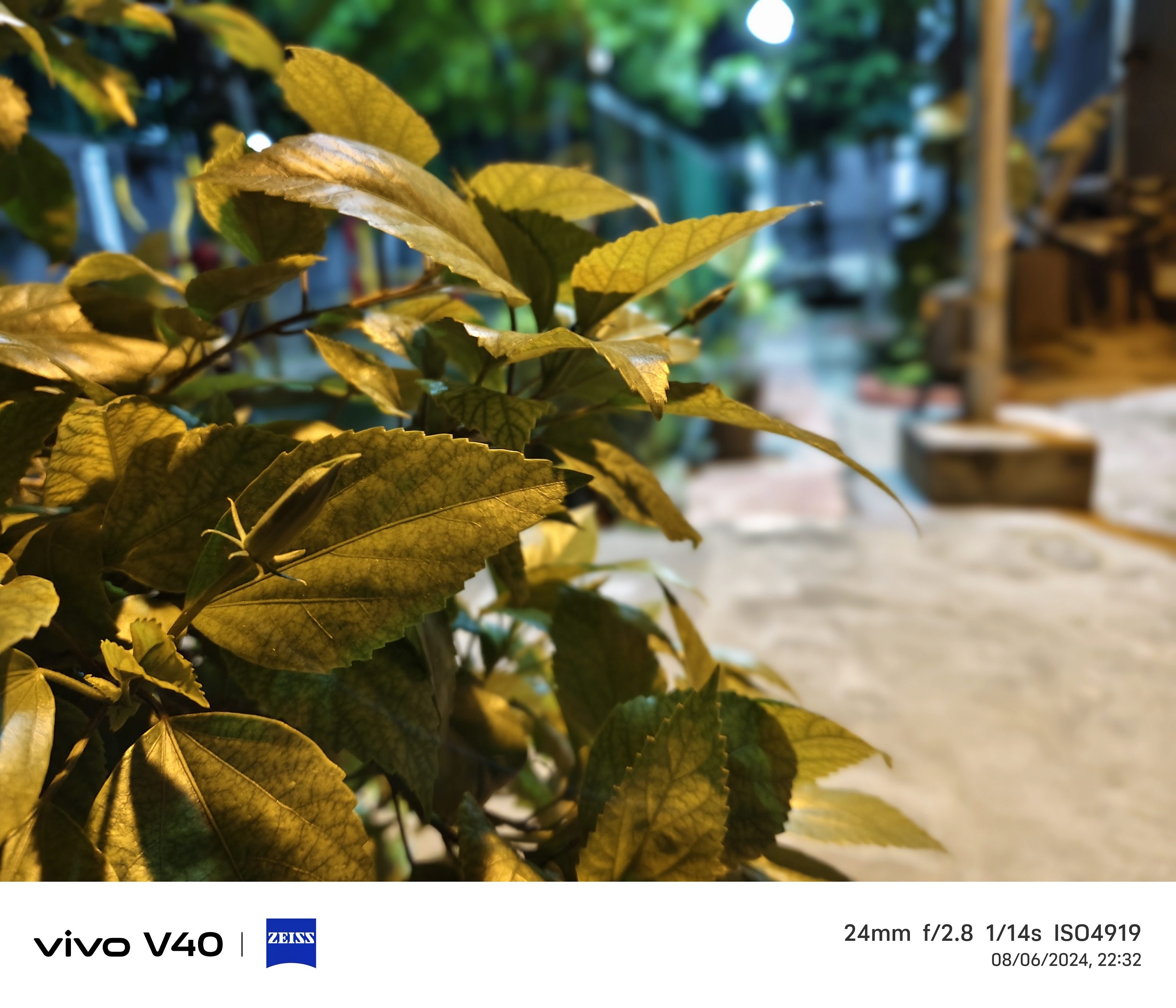 Vivo V40 Camera Sample