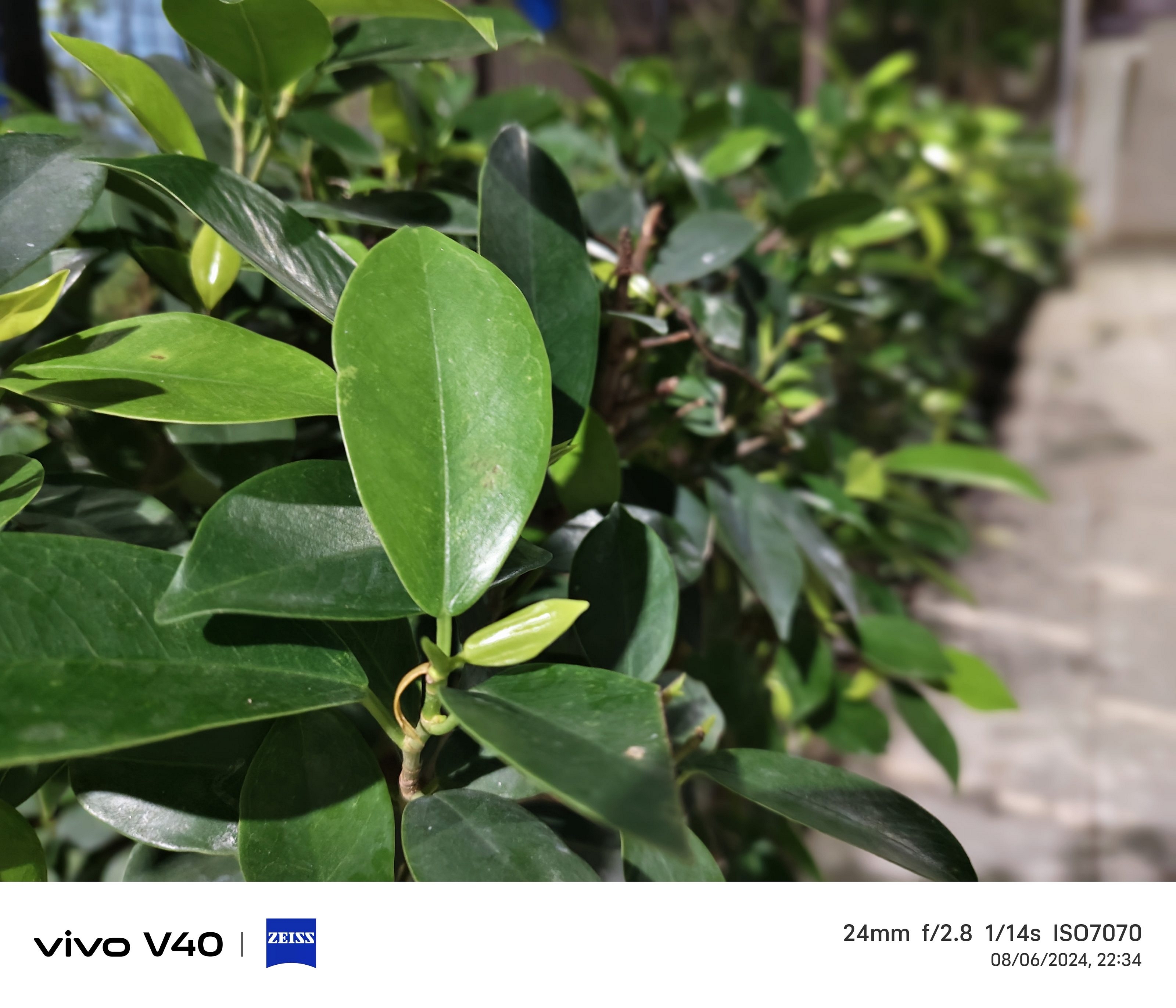 Vivo V40 Camera Sample