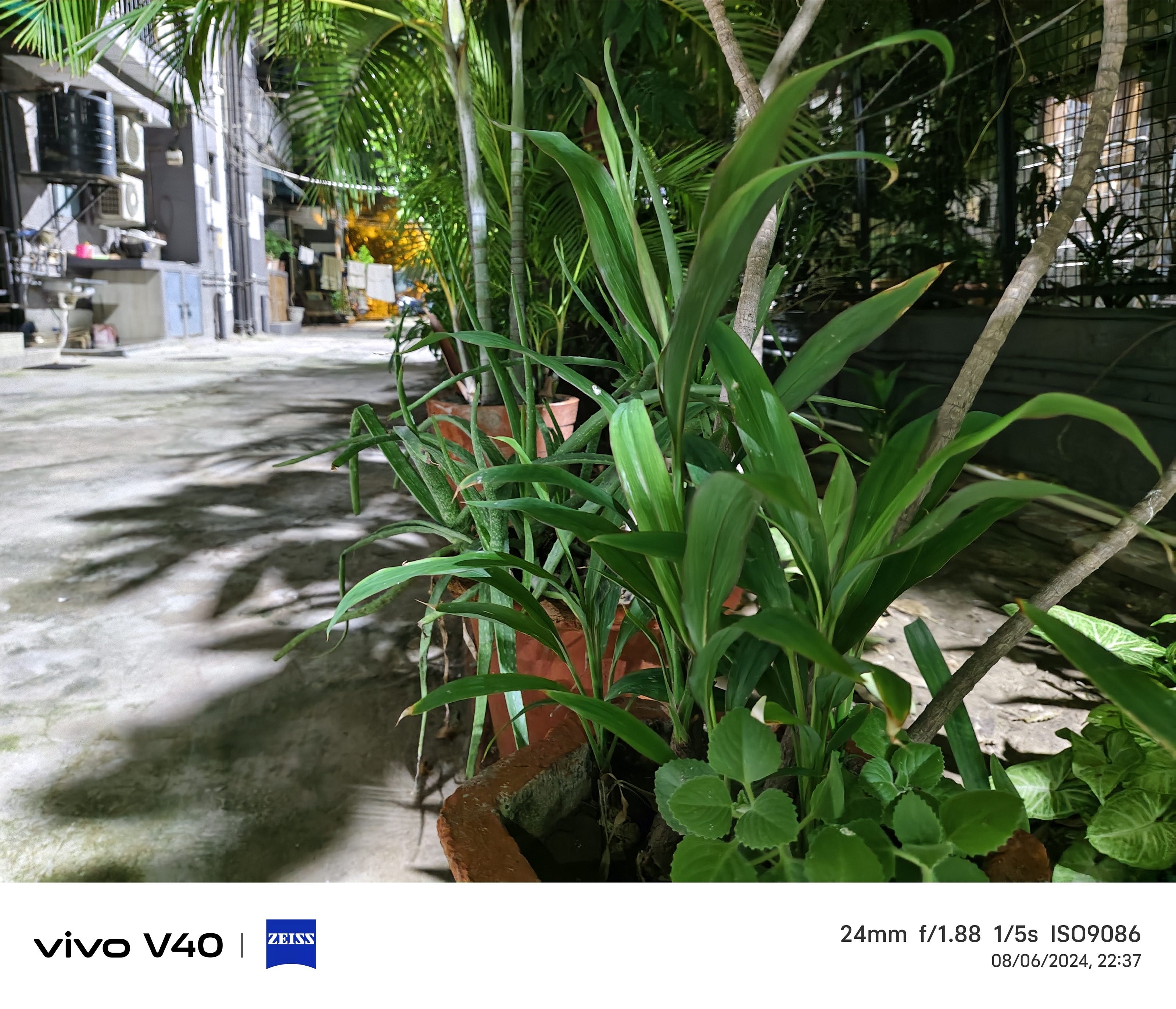 Vivo V40 Camera Sample