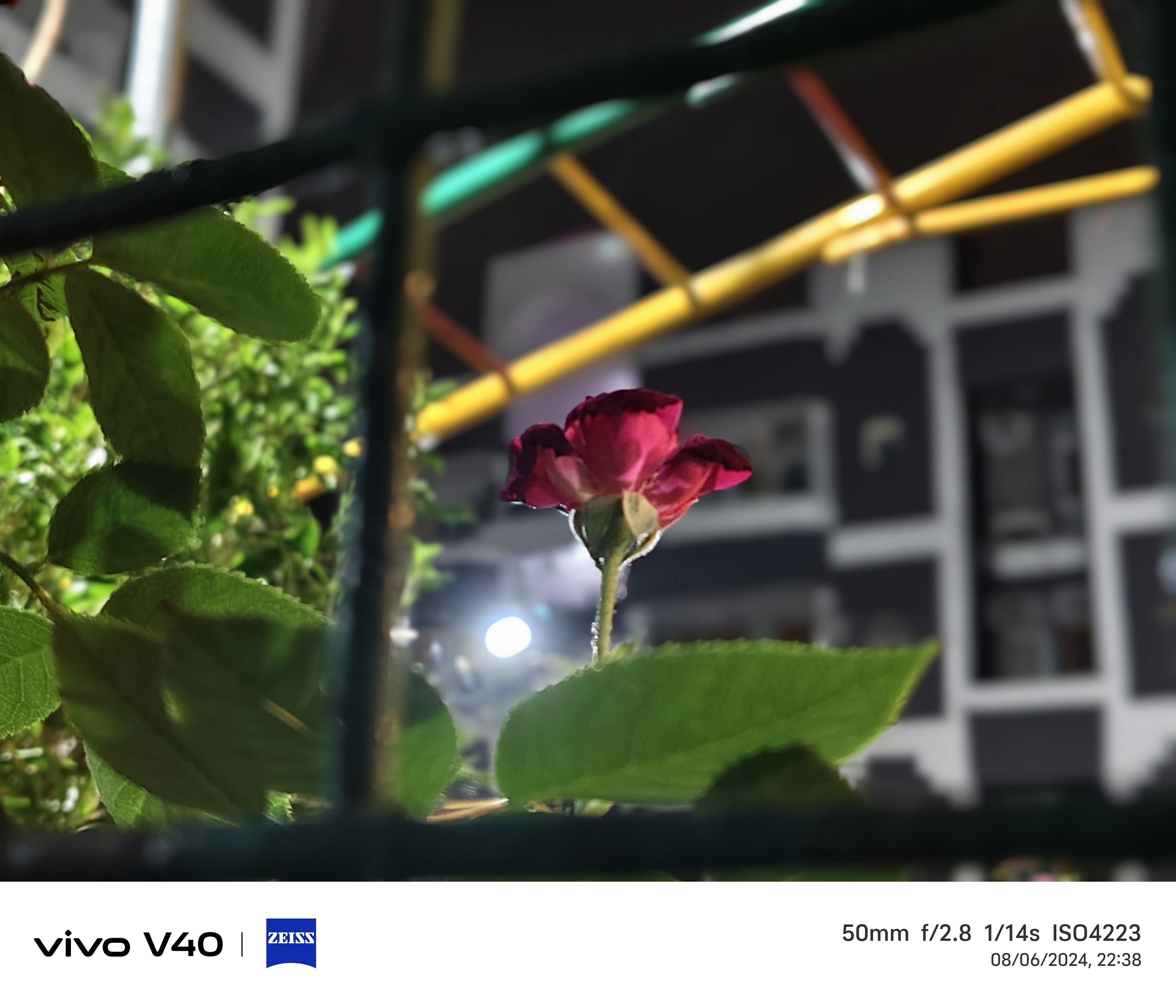 Vivo V40 Camera Sample