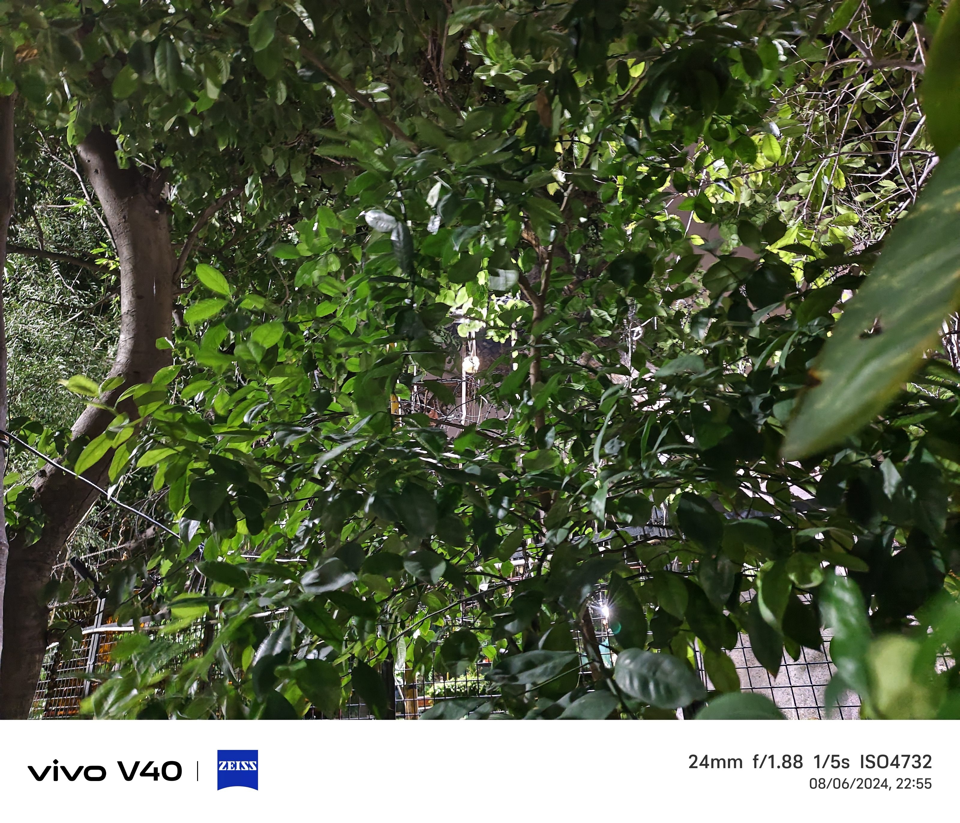 Vivo V40 Camera Sample