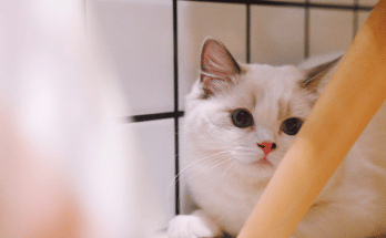 Instagram Account For Cat Lovers