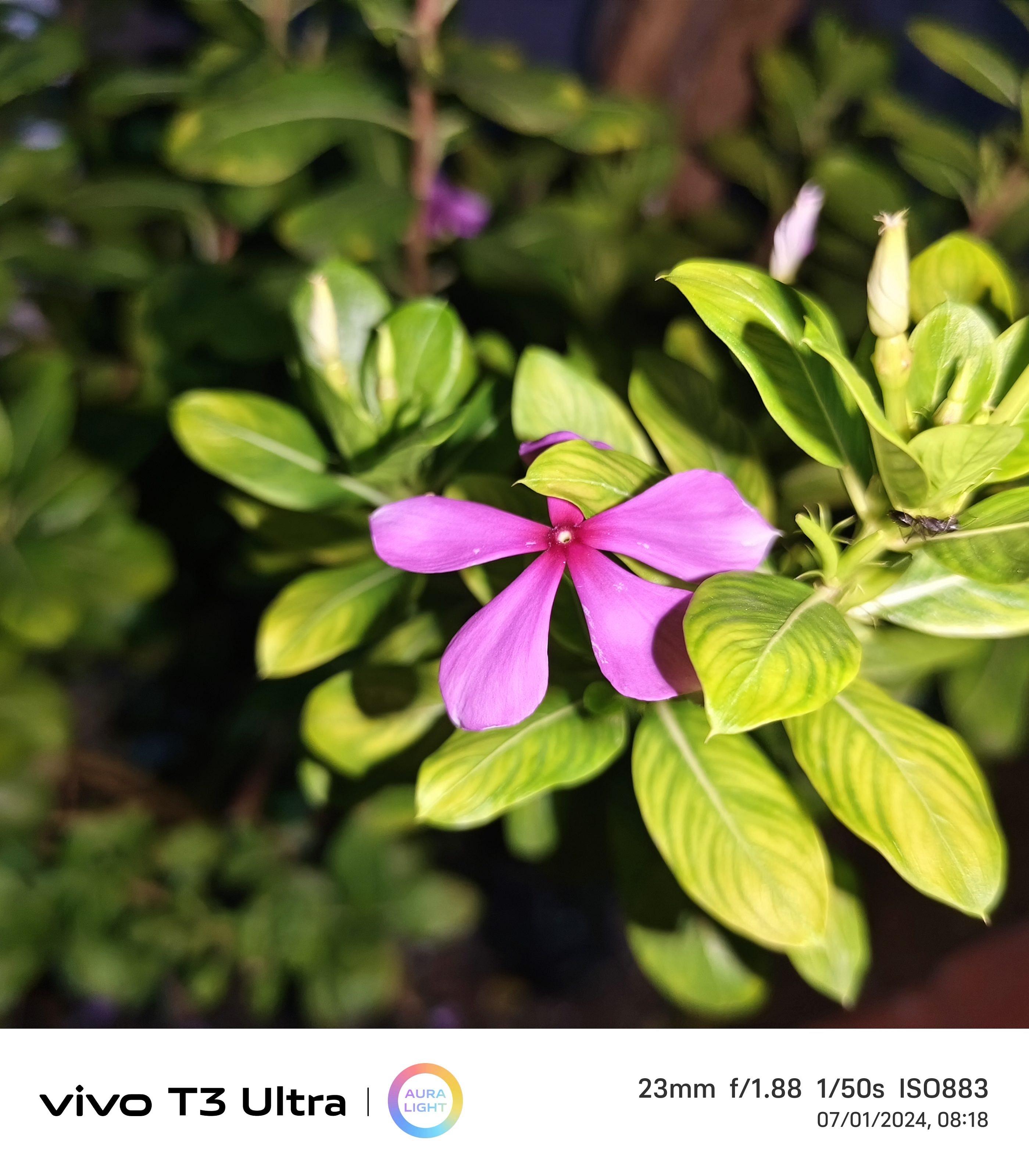 Vivo T3 Ultra Camera Sample