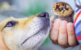 Usernames For Animal Lovers