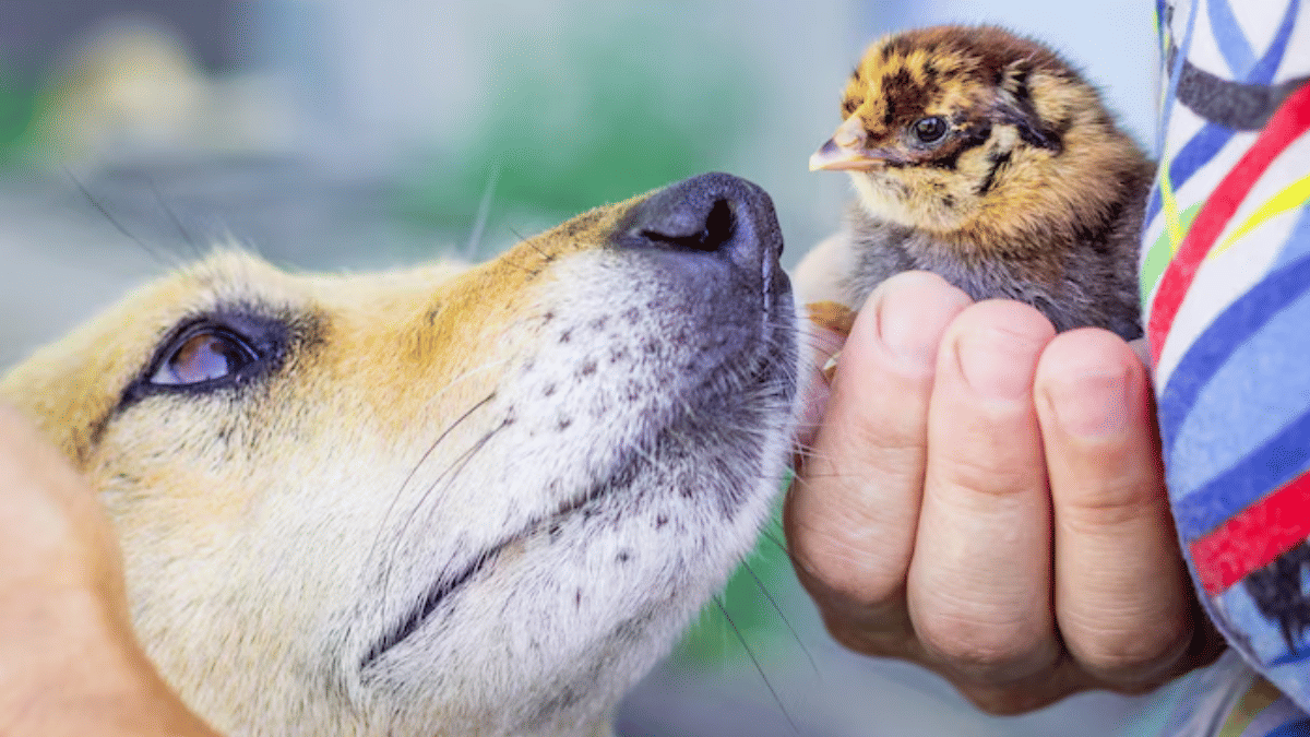 Usernames For Animal Lovers