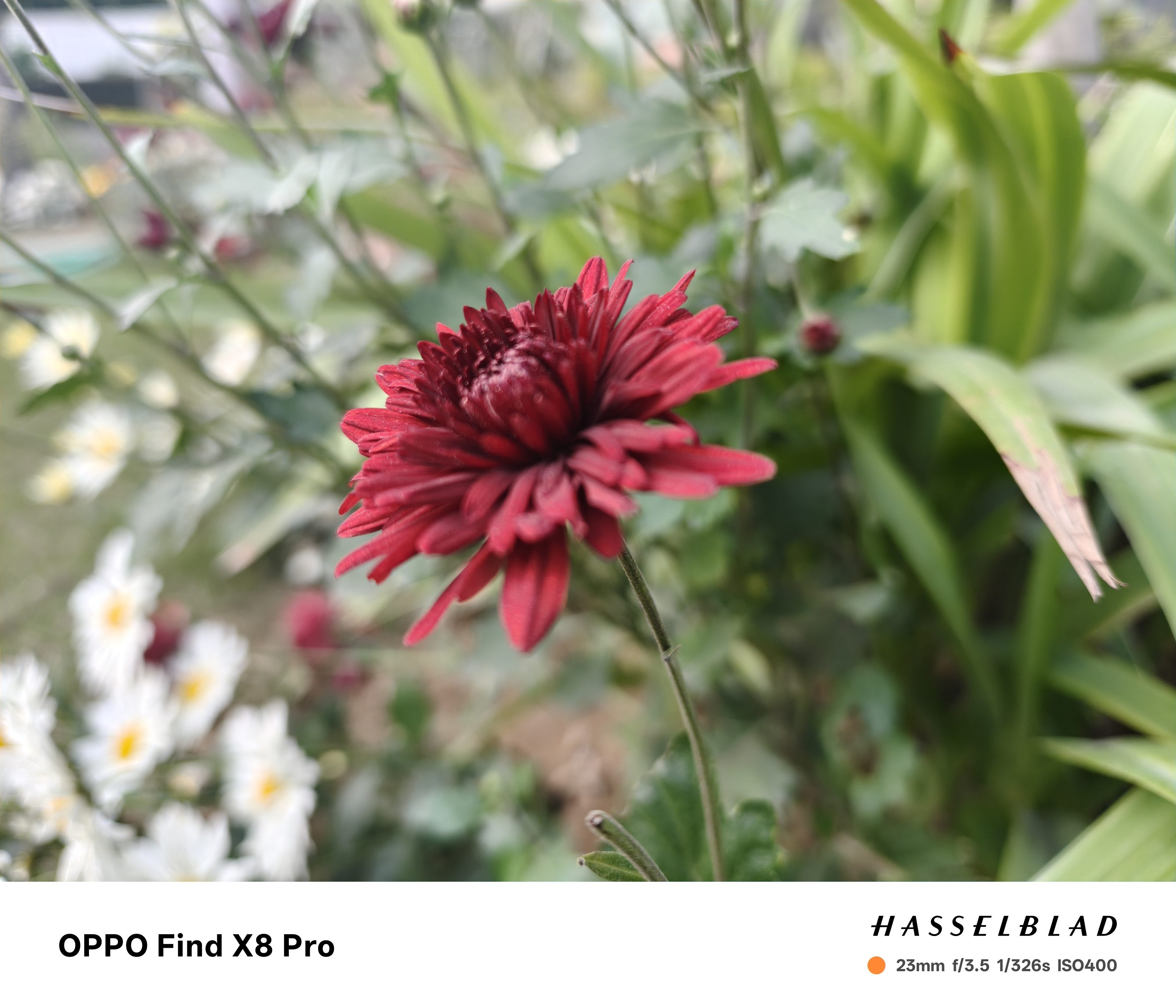 Oppo Find X8 Pro Camera Sample