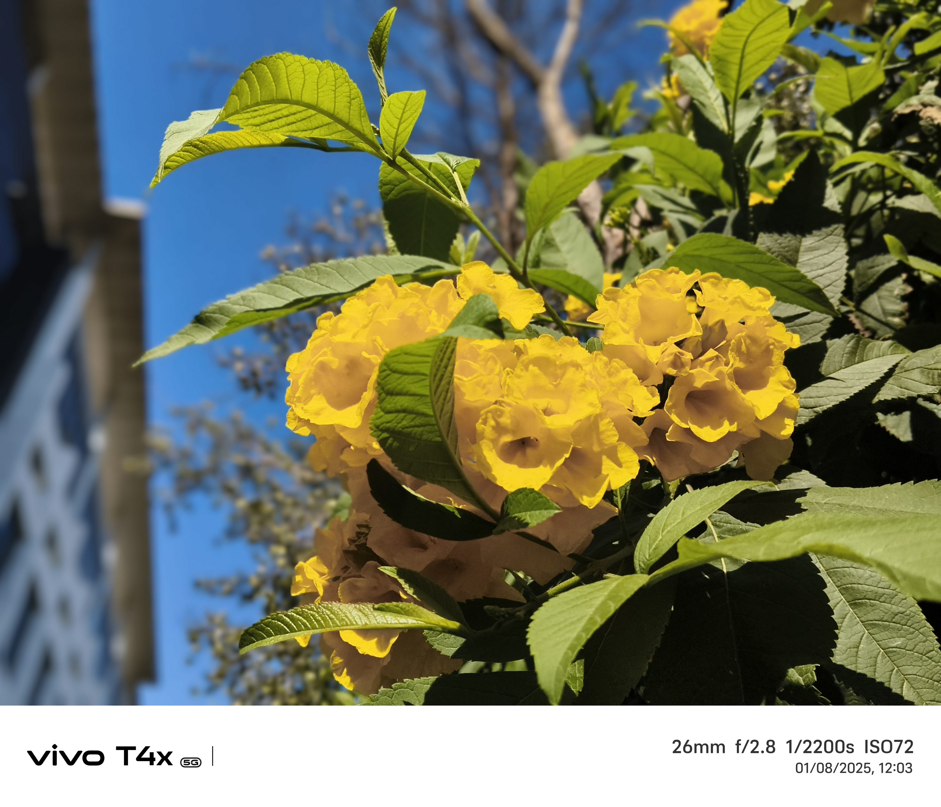 Vivo T4x 5G Camera Sample