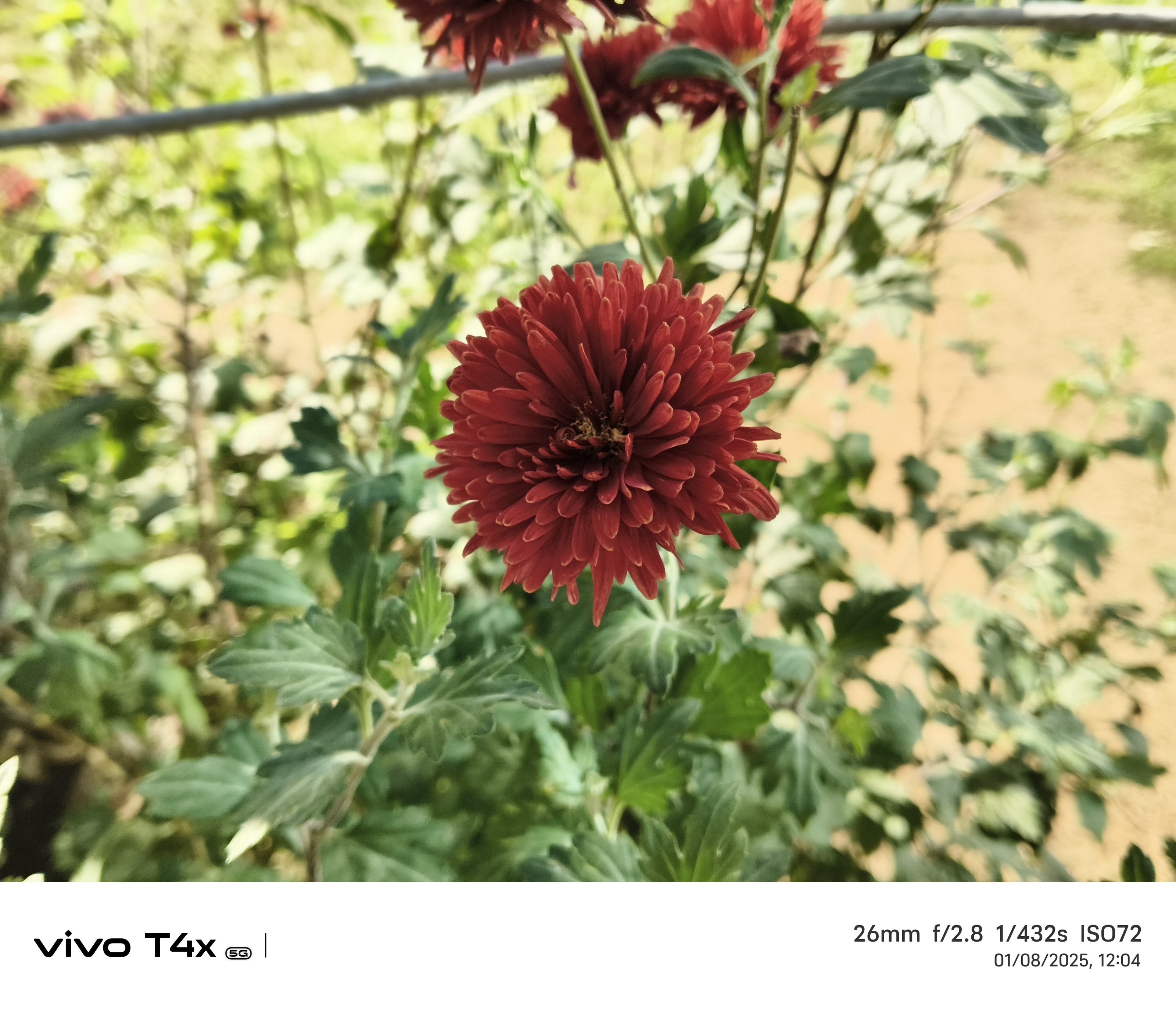 Vivo T4x 5G Camera Sample
