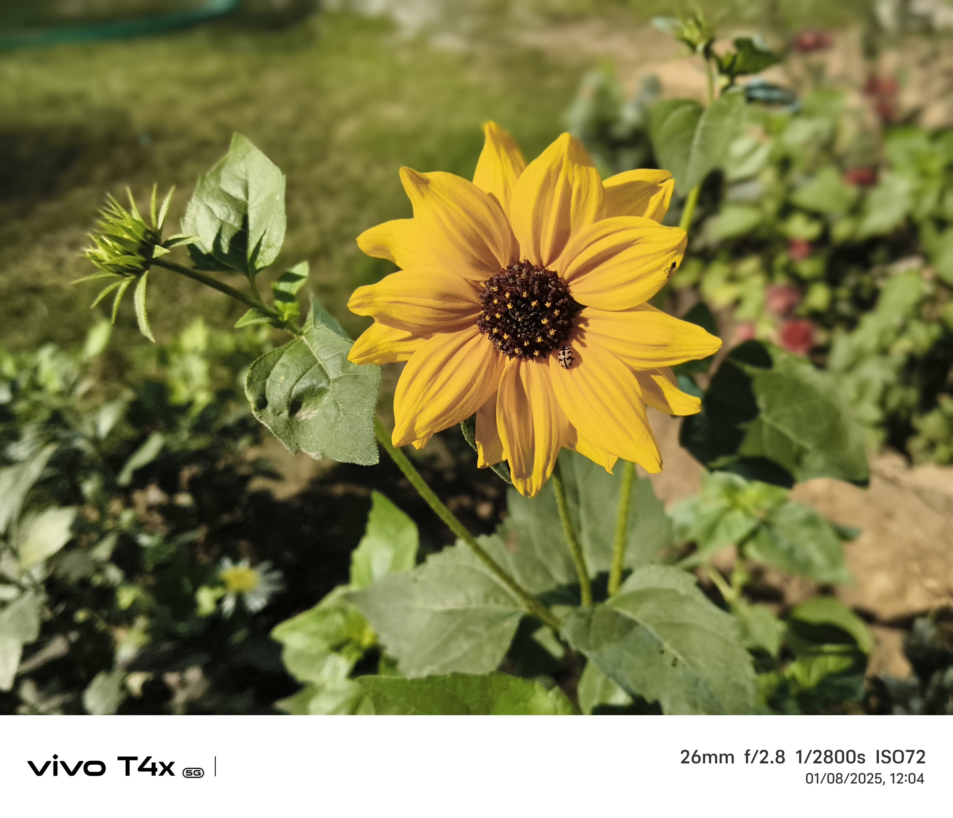 Vivo T4x 5G Camera Sample