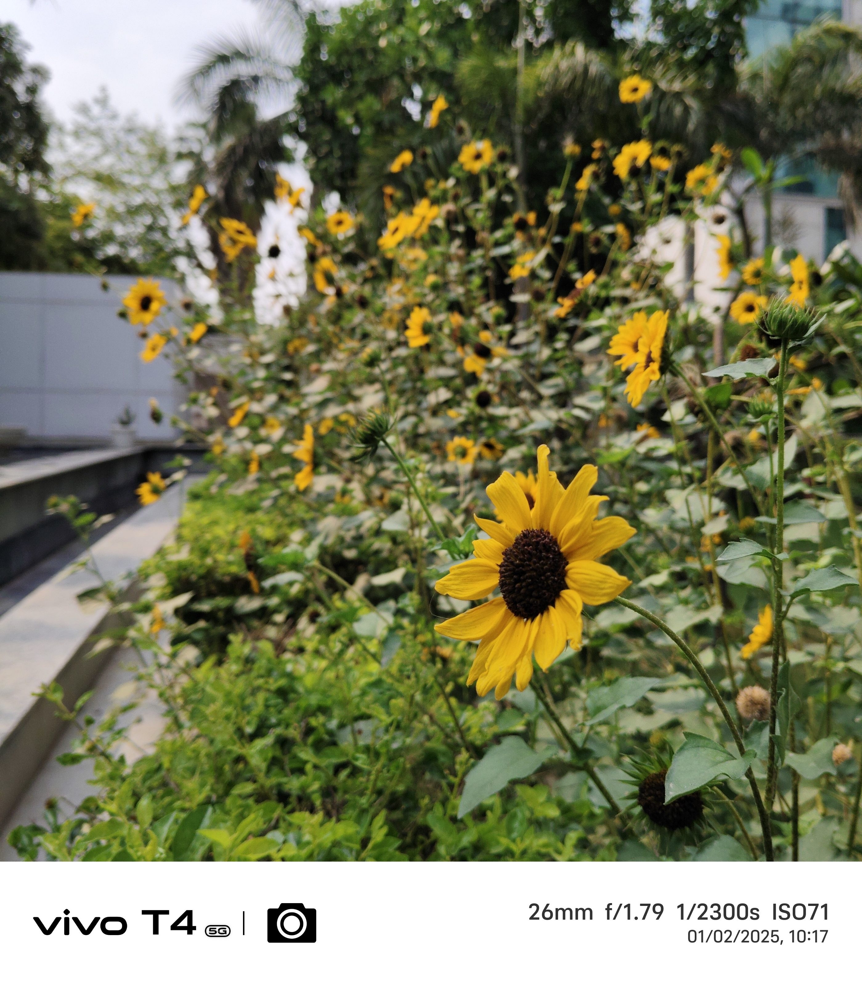 Vivo T4 5G Camera Sample