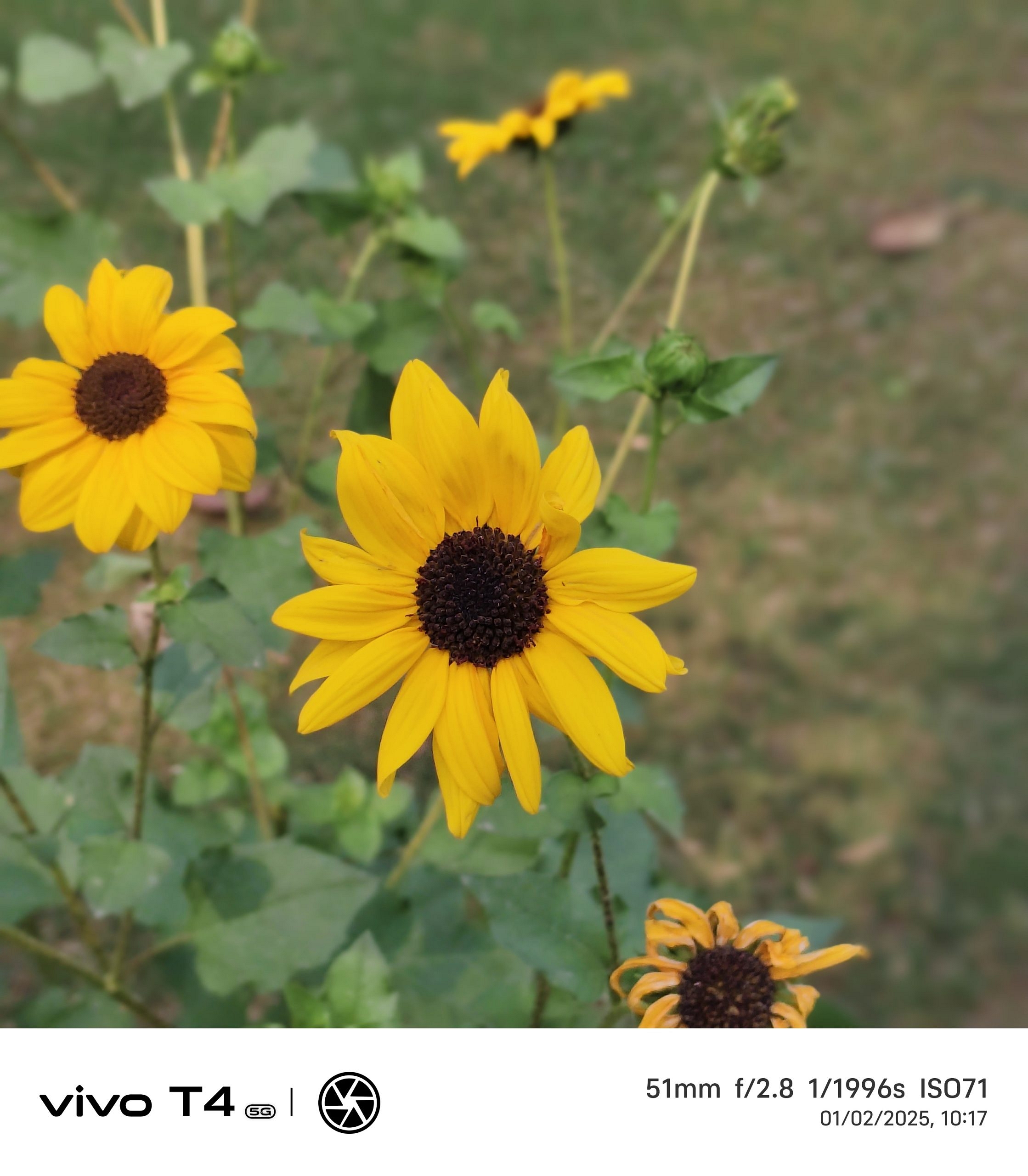 Vivo T4 5G Camera Sample