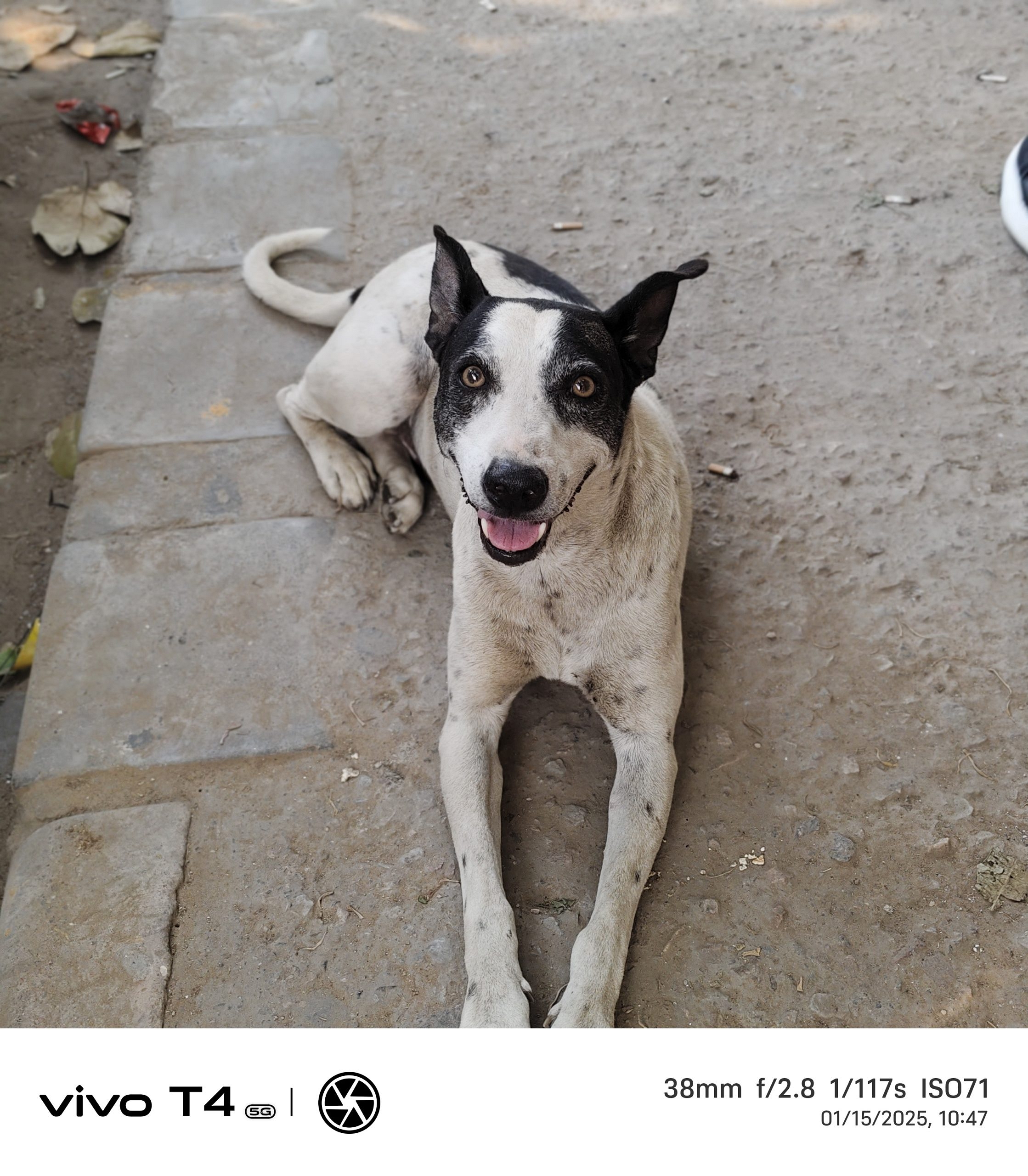 Vivo T4 5G Camera Sample