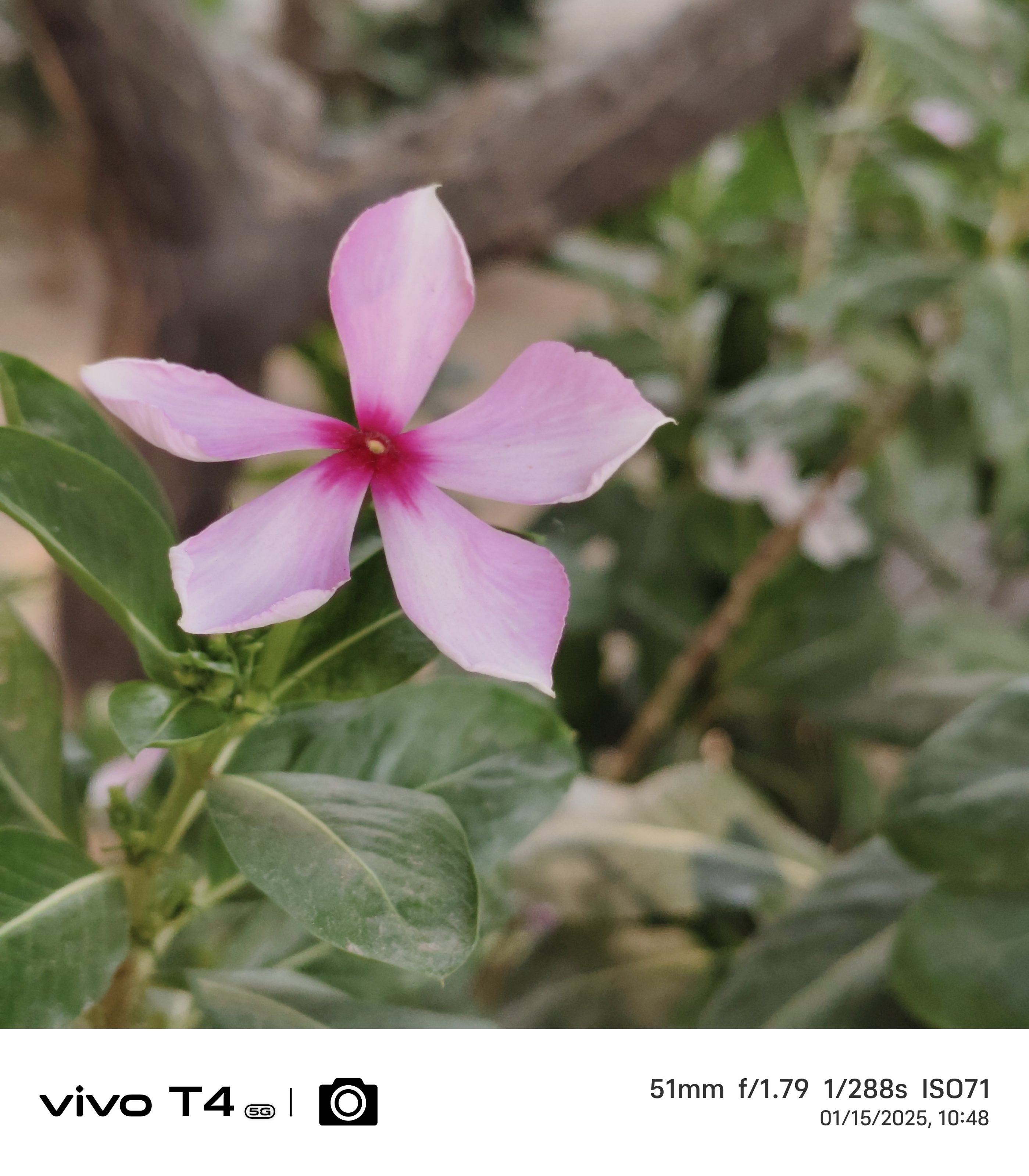 Vivo T4 5G Camera Sample